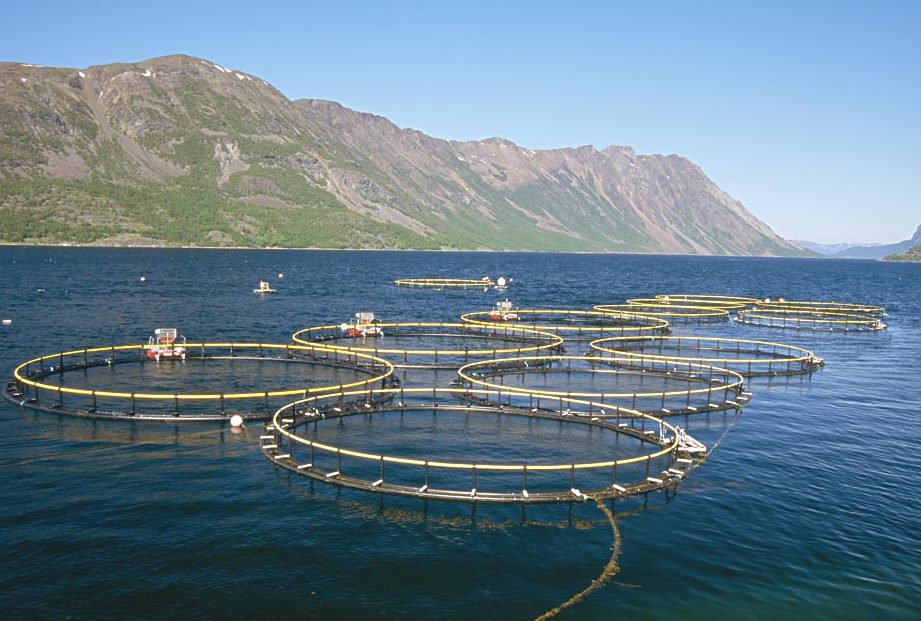 ad fish farm