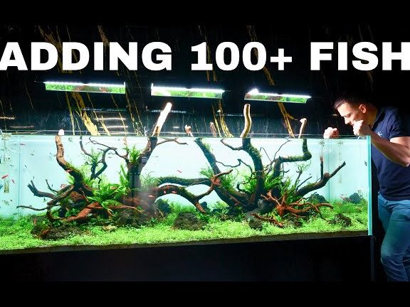 akuarium dua puluh dua puluh