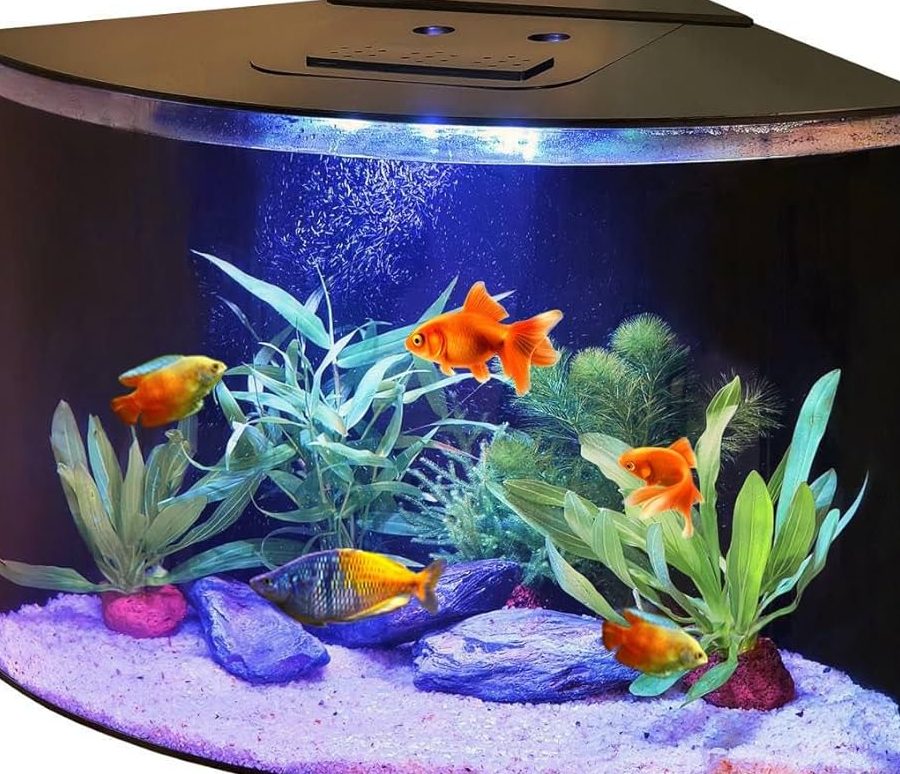 akuarium gold triangle aquarium centre