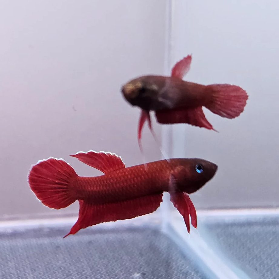 ALWAFI BETTA & GUPPY FARM 1 alwafi betta guppy farm