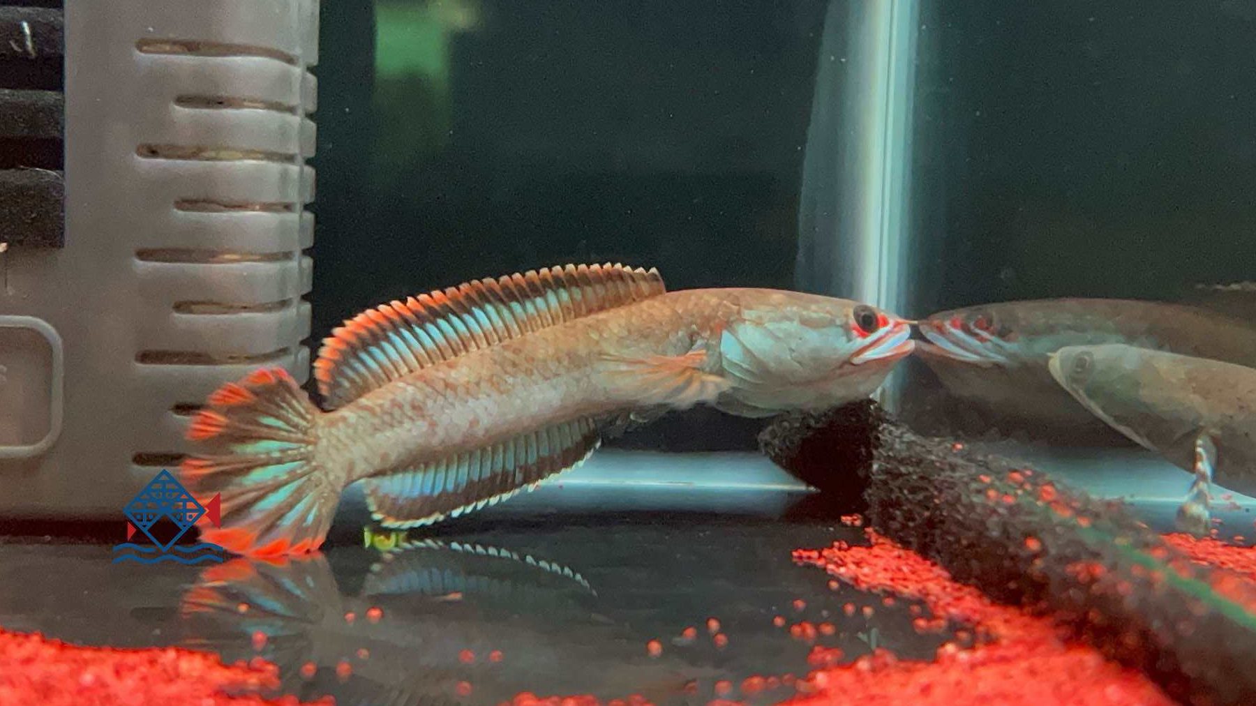 Ang Cai Sin Aquarium Enterprise 1 ang cai sin aquarium enterprise