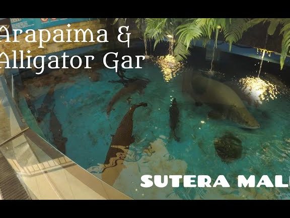 Aquarium @ Sutera Mall 1 aquarium sutera mall