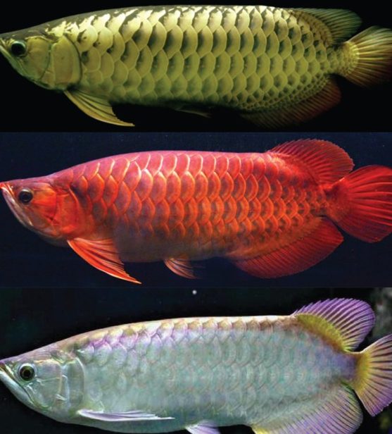 arowana original trading