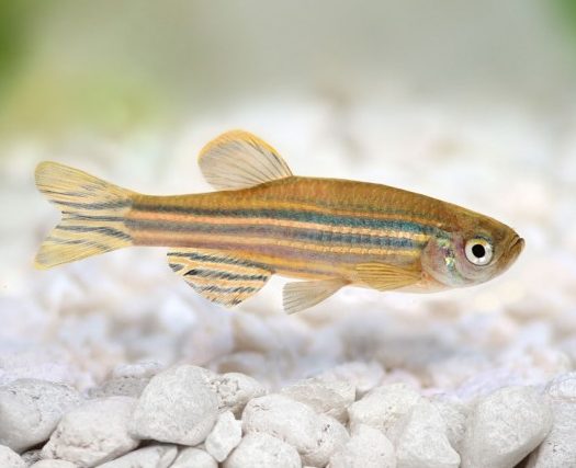 Asia Ornamental Fish 1 asia ornamental fish