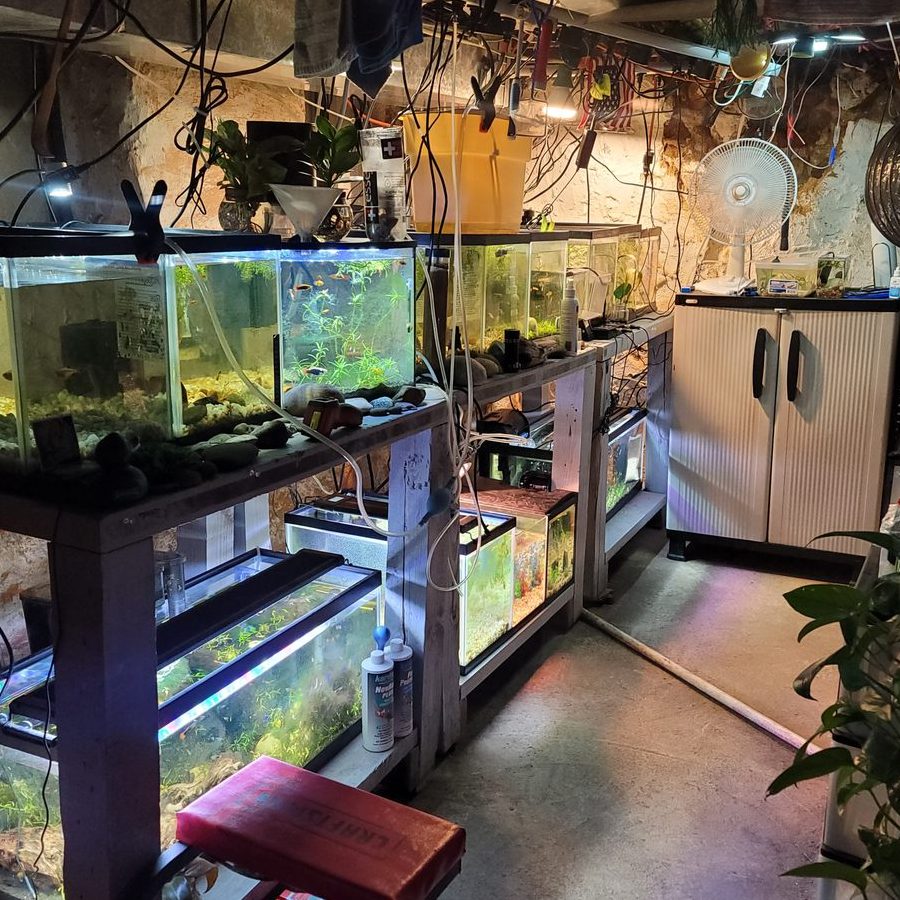 Aston Aquarium & Pet Shop 1 aston aquarium pet shop