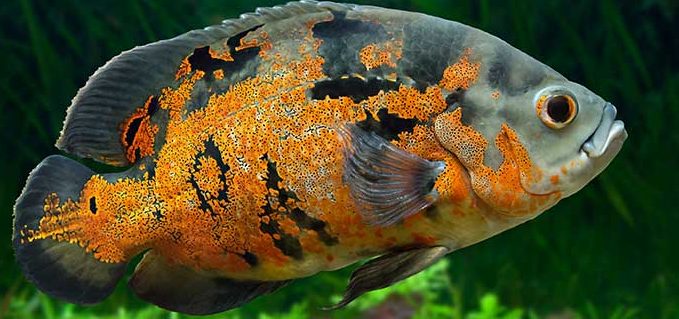 Atson Tropical Fish 1 atson tropical fish