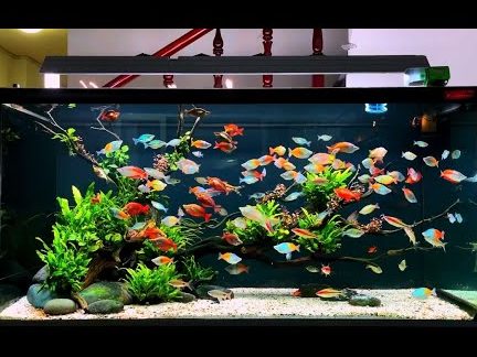 B.P Rainbow Aquarium 1 b p rainbow aquarium
