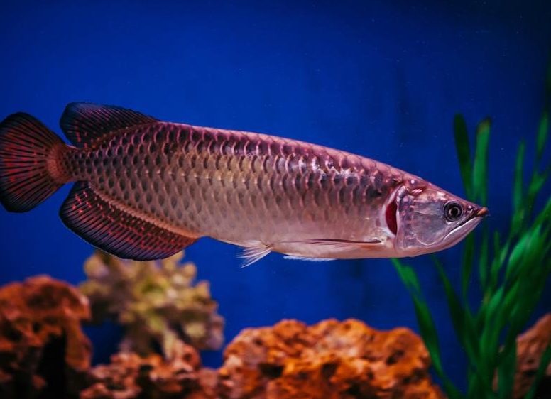 barrett arowana aquatic
