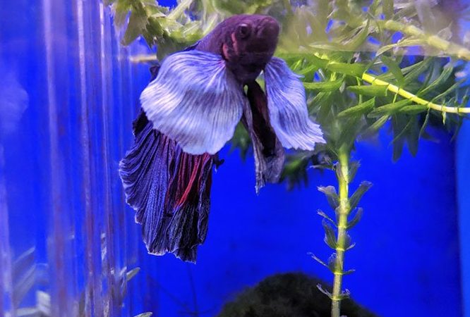 betta aquarium and pet center