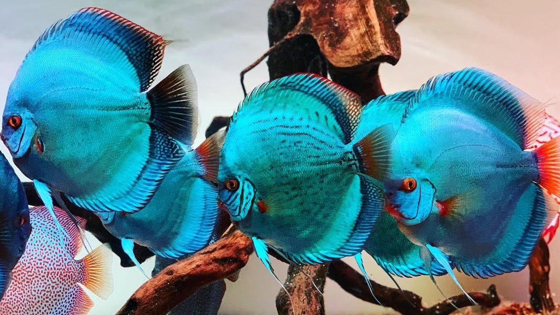 blue world discus fish aquarium