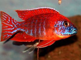 Chai Seng Aquarium (Aquarium Fish Breeder & Exporter) 1 chai seng aquarium aquarium fish breeder