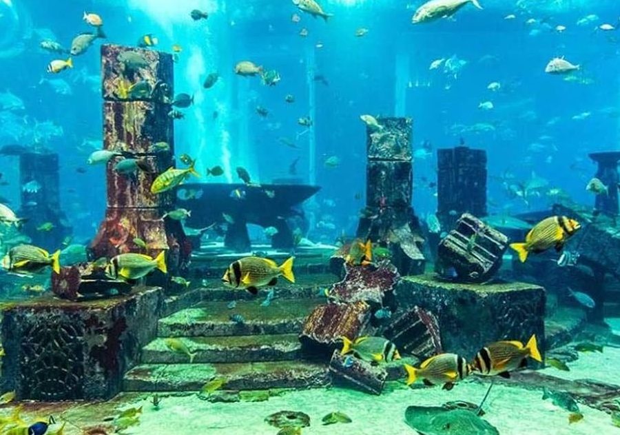 city ocean aquarium pets