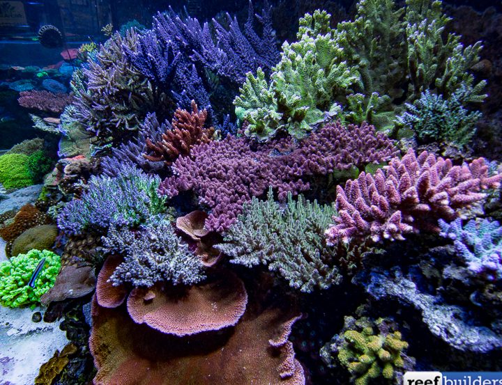 Coral Reef Builders Aquatic 1 coral reef builders aquatic