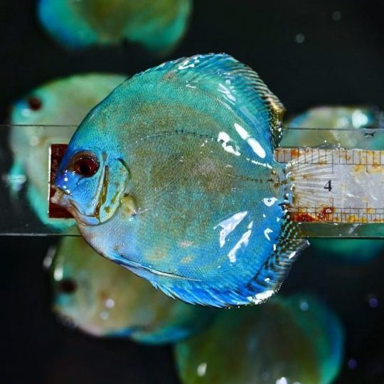 Discus Aqua Marcus 1 discus aqua marcus