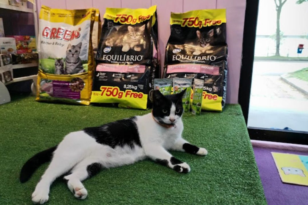 DR.CUTE CAT PARADISE CENTRE 1 dr cute cat paradise centre