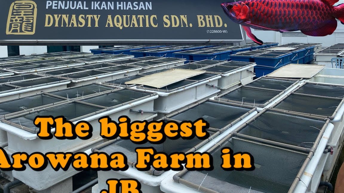 Dynasty Aquatic 1 dynasty aquatic