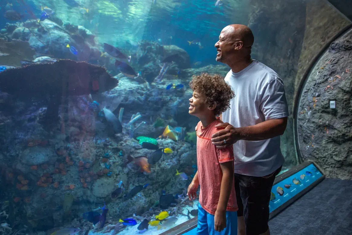 太平洋水族馆。Bukit Indah 1 e5a4aae5b9b3e6b48be6b0b4e6978fe9a686e38082bukit indah