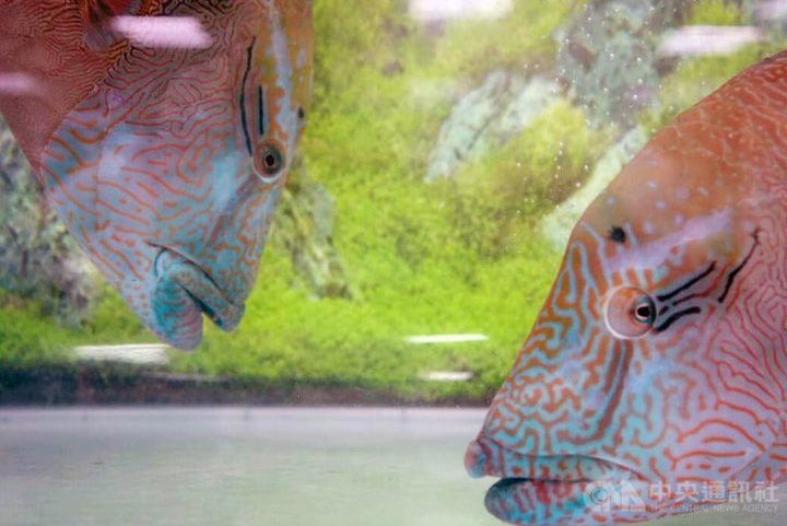 e8bc9de6a5ade9ad9ae9b3a5e6b0b4e6978fe8b2bfe69893