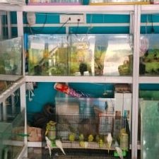 EA Aquarium And Pets Shop 1 ea aquarium and pets shop