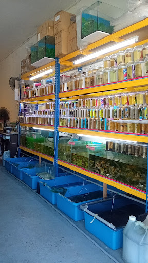 IE aquarium & ikan hiasan