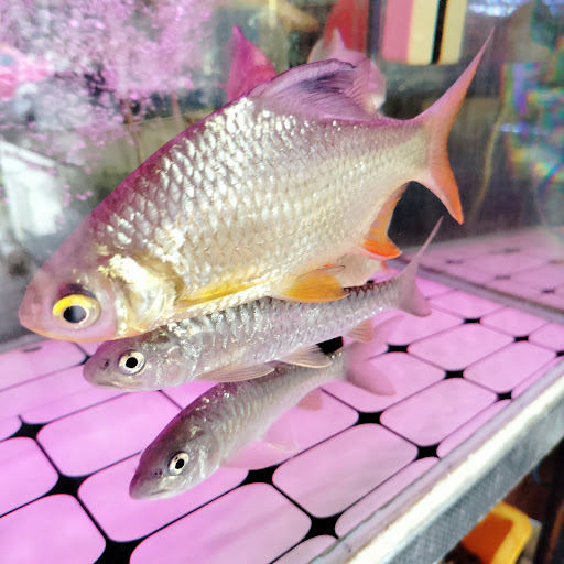 Kedai Ikan Akuarium Yin Dragon