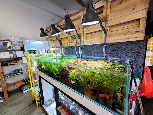 Aqua Nature - Nature Aquarium Aquascaping Gallery