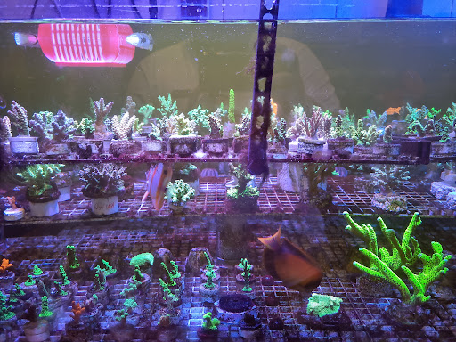 Waterlife Station Aquarium Shop Waterlife Station Aquarium Shop