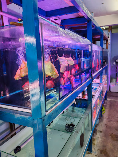 Nam Hoi Aquarium Shop