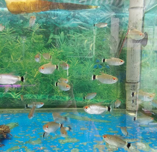 Teck Yi Aquarium 得意水族馆