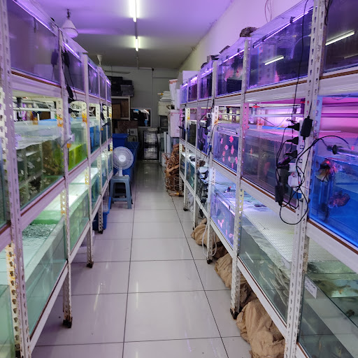 Aquaman Aquatic Setapak