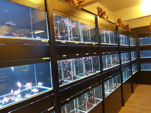 Brickfish Aquarium & Pets