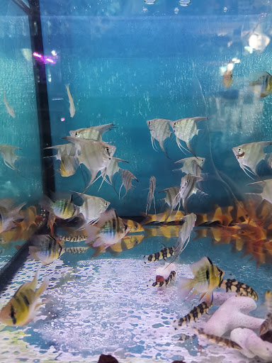 Aquaman Aquatic Pudu