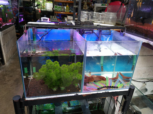 Cheah Aquarium Sdn Bhd Cheah Aquarium Sdn Bhd