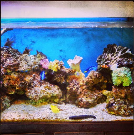 Pusat Akuarium Ikan Laut Utara