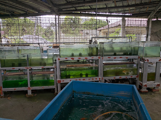 Arowana Aquarium Specialist Centre