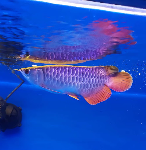 Kedai Aquarium Gombak