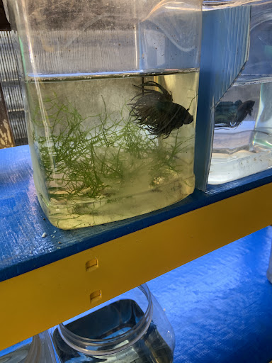 Melaka Aquatic Arena by Betta4U