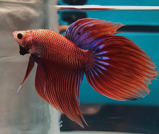 BETTA BELL SHOP