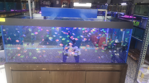 Unicorn Aquarium