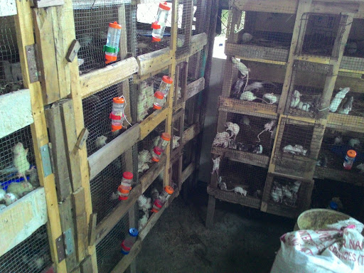 Rattes (mzratmelaka) Pembekal Tikus Makmal Hamster