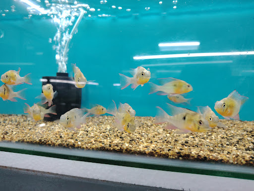 FISH MANTRA AQUATIC & PETS