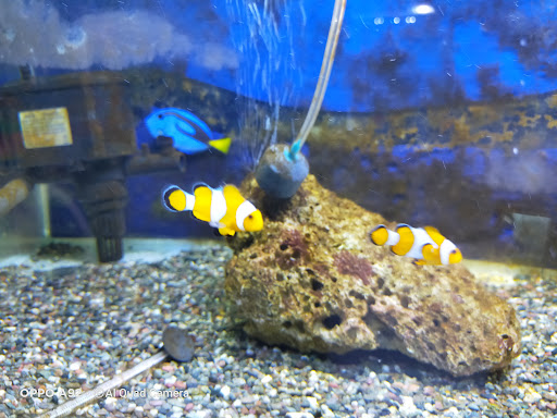 Srikandi Aquatic @ Kedai Ikan Hiasan