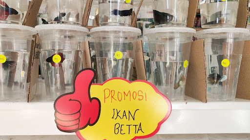 Betta Murah "Nurin Pets"