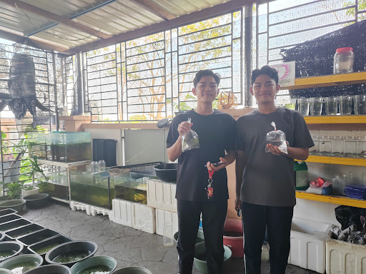 Edison Quality Betta Sales (Fish Farm-Ikan Laga Guppy Melaka)