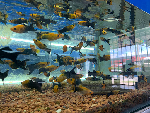 KB Anglers & Aquatics