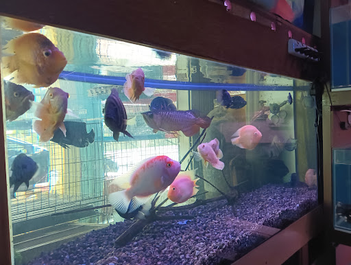 K.C. Chan Aquarium Centre