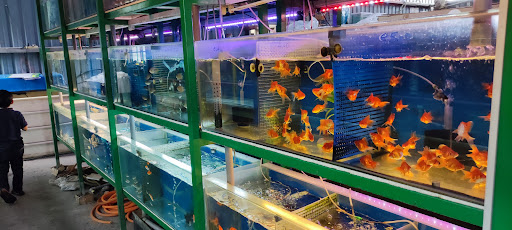 Akuarium Kelisa Ampangan