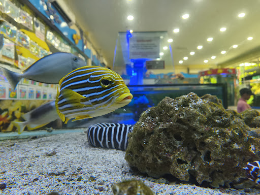 Pusat Ikan Hiasan (PIH) Port Dickson