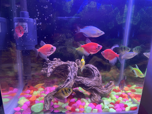 Splash Aqua & Pets • Aquarium & Animal