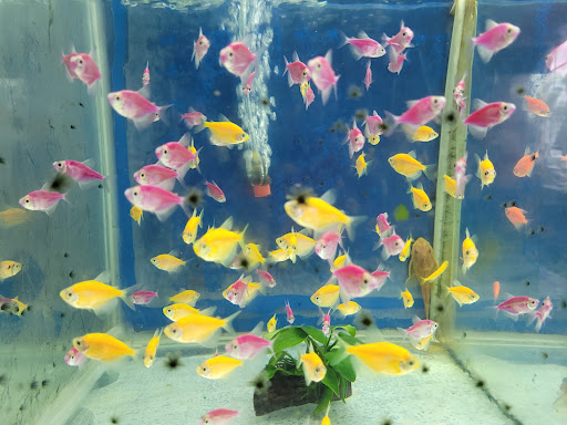 Kedai Haiwan & Akuarium Tp Chua